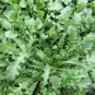 3000 Seeds Shepherd's Purse Vegetable Modern Herbal Capsella Bursa-pastoris