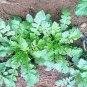 3000 Seeds Shepherd's Purse Vegetable Modern Herbal Capsella Bursa-pastoris