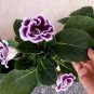 10 Seeds Sinningia Speciosa Mixed