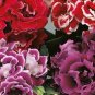 10 Seeds Sinningia Speciosa Mixed