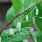 100 Seeds Solomons Seal Polygonatum Canaliculatum Flower