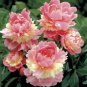 10 Seeds Sorbet Robust Colorful Double Blooms Peony Tree Meaty Pink Yellow Flowers