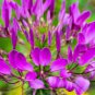 100 Seeds Spider Lily Flowers Seeds Purple Color
