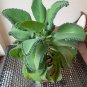 300 Seeds Spurge Fan-Shaped Succulent