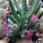 100 Seeds Stapelia Pulchella Bonsai Lithops Mix Succulents Raw Stone Cactus Plant