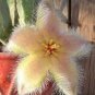 100 Seeds Stapelia pulchella Seeds Stone Cactus Seeds Lithops Mix Succulents Raw Rare