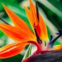 100 Seeds Strelitzia Reginae Plants Bird of Paradise Flower Plants