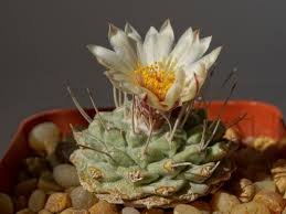 10 Seeds Strombocactus disciformis