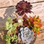 100 Seeds Succulent Cactus Bonsai for Home & Garden Pot Plant Home Garden
