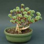 100 Seeds Succulent Plants Bonsai Sedum Multiceps Bonsai Potted Plants Purify