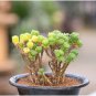 100 Seeds Succulent Plants Bonsai Sedum Multiceps Bonsai Potted Plants Purify