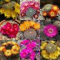 10 Seeds Sulcorebutia Mix Seeds Rare Cactus Succulent Plants