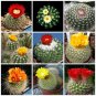 10 Seeds Sulcorebutia Mix Seeds Rare Cactus Succulent Plants
