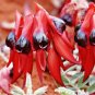 5 Seeds SWAINSONA formosa Seeds Sturt’s Desert Pea