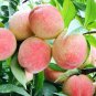 10 Seeds Sweet Peach Flores