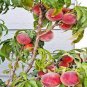 10 Seeds Sweet Peach Flores