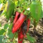 600 Seeds Sweet Pepper Ox Ear red green pepper organic non gmo