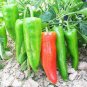 600 Seeds Sweet Pepper Ox Ear red green pepper organic non gmo
