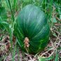 10 Seeds Sweet Pumpkin