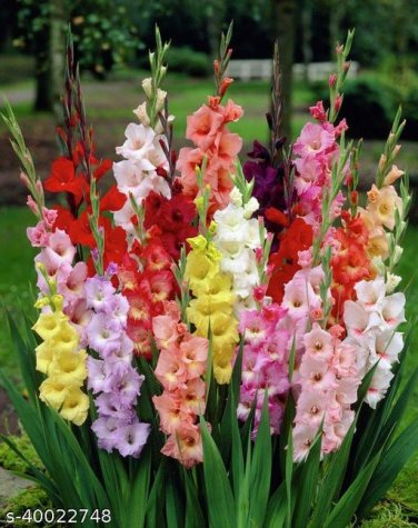10 Seeds Sword Lily Gladiolus Bulbs
