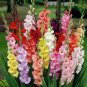 10 Seeds Sword Lily Gladiolus Bulbs