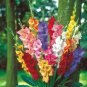 10 Seeds Sword Lily Gladiolus Bulbs