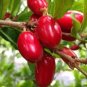 30 Seeds Synsepalum Dulcificum Fruit Red Fruits