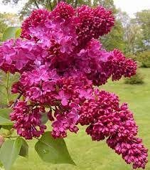 50 Seeds Syringa Linn