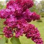 50 Seeds Syringa Linn