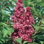 50 Seeds Syringa Linn