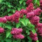 50 Seeds Syringa Linn