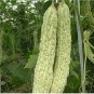 10 Seeds Taiwan 's Long Green Balsam pear Bitter Melon Bonsai