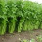 5000 Seeds Tall Utah Celery