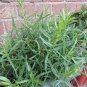 10 Seeds Tarragon Seed Artemisia dracunculus