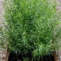 10 Seeds Tarragon Seed Artemisia dracunculus