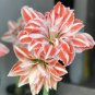 200 Seeds Tawny Daylily White Red Stripes Double Flowers