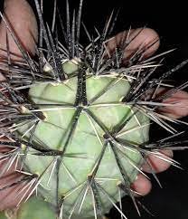 10 Seedsw TEPHROCACTUS geometricus