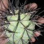 10 Seedsw TEPHROCACTUS geometricus