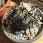 10 Seedsw TEPHROCACTUS geometricus