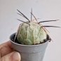 10 Seedsw TEPHROCACTUS geometricus