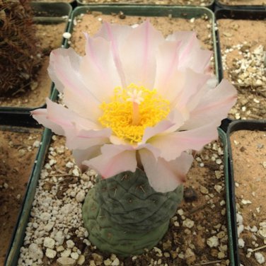 10 Seeds TEPHROCACTUS geometricus ssp. willy-smithii Rare Cactus Succulent Plants