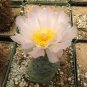 10 Seeds TEPHROCACTUS geometricus ssp. willy-smithii Rare Cactus Succulent Plants