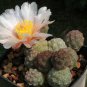10 Seeds TEPHROCACTUS geometricus ssp. willy-smithii Rare Cactus Succulent Plants
