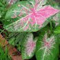 Thailand100 Seeds Caladium Seeds Burnt Rose Elephant Ear Flower Yellow-Blue-Pink Triple Colors
