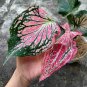 50 Seeds Thailand Caladium Seeds 'Tiger' Pink Greenish Ornamental Leaves