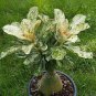 2 Seeds Thailand Rare grafted Desert Rose Variegated Leaves Siam Potted
