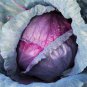 250 Seeds The more purple purple cabbage