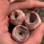 100 Seeds The Mountain Rose Green Rose Garden Greenovia Flower