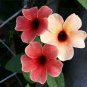 10 Seeds Thunbergia Alata Black-Eyed Susan Vine Rose Red Light Yellow Colors