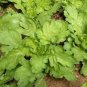 2000 Seeds Tong Ho edible Chrysanthemum coronarium Asia Veg